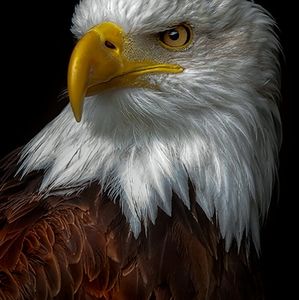 Meet your Posher, Bob